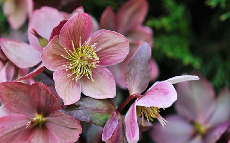 Hoa Hellebores (Hoa hồng mùa chay) thường nở vào giữa hoặc cuối đông