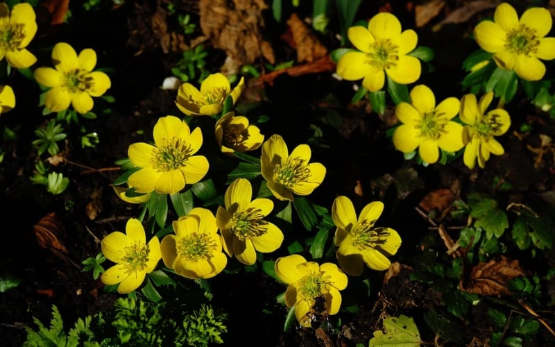 Winter Aconite có sắc vàng rực rỡ