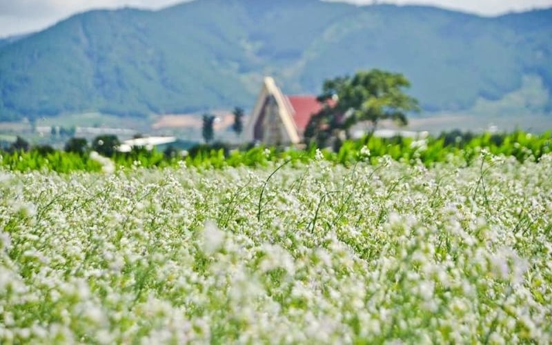Vườn hoa cúc trắng nở rộ vào mùa đông