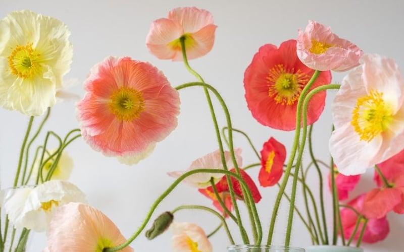 Hoa Iceland Poppies phát triển mạnh mẽ ngay cả trong thời tiết băng giá