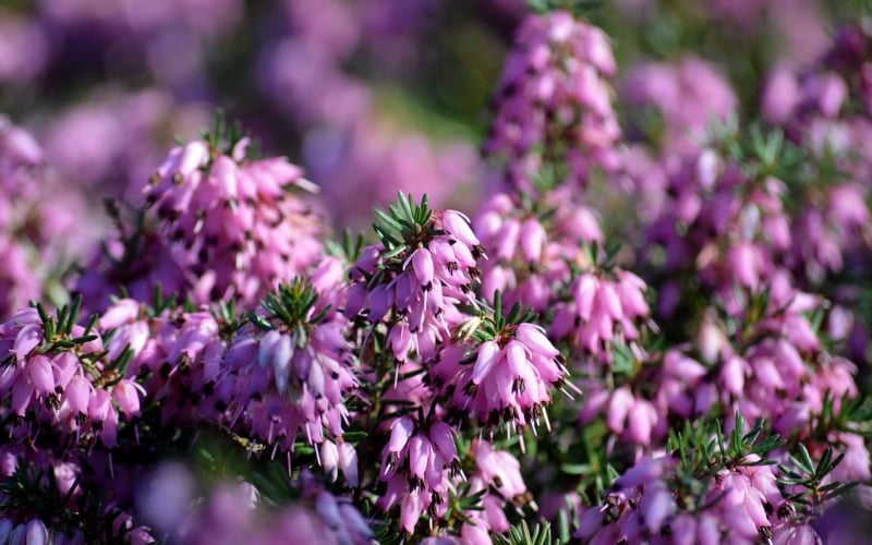 Hoa Winter Heath sống tốt trong khí hậu lạnh giá