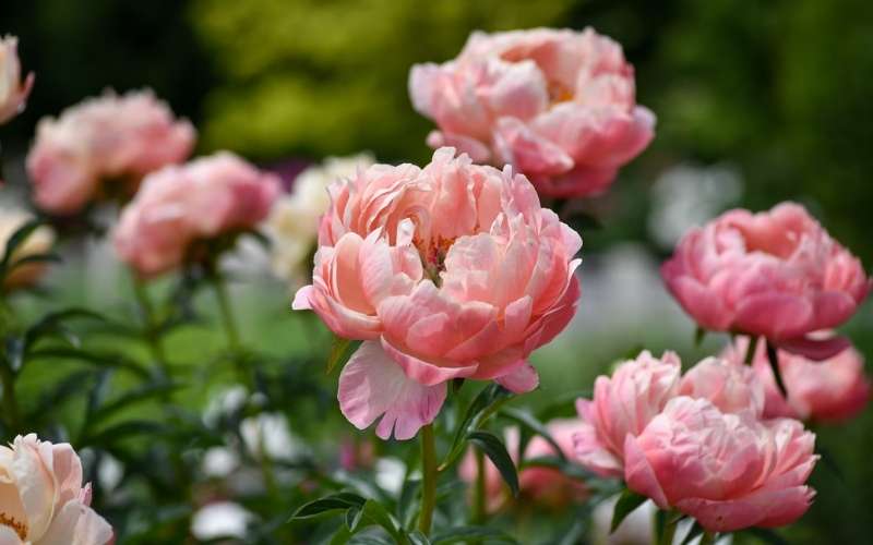 Hoa mẫu đơn tượng trưng cho sự chân thành, niềm vui, hạnh phúc và giàu sang