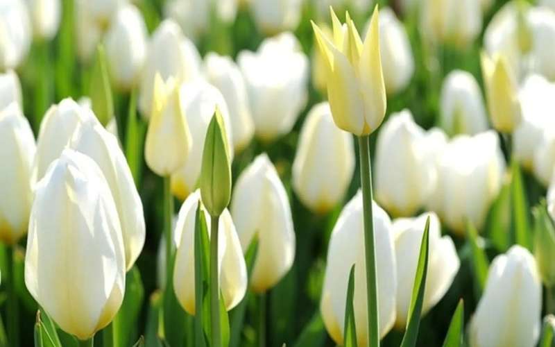 Hoa Tulip tượng trưng cho tình yêu hoàn hảo và sự thình vượng