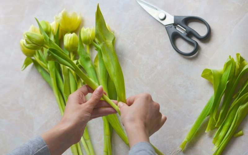 Để hoa Tulip tươi lâu, thì bạn nên cắt bỏ phần gốc hoa khoảng 1-2cm khi mua hoa về