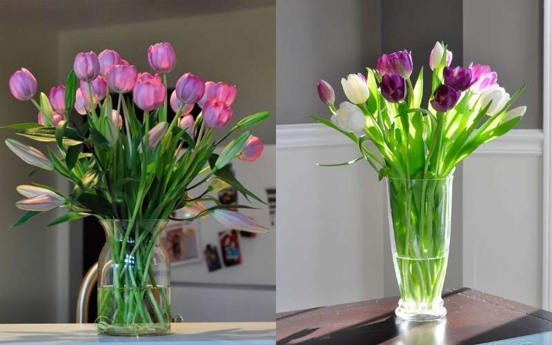Mẫu bình hoa Tulip nhiều bông đơn giản, đẹp, ai cũng cắm được