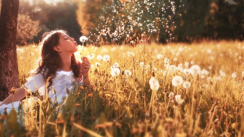 Hoa bồ công anh có sắc trắng và vàng, hợp với những người mệnh Mộc và Thổ