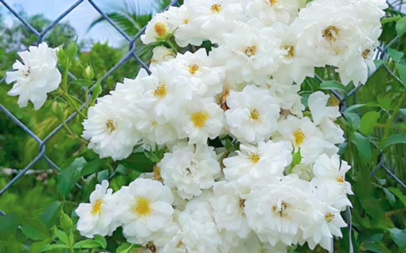 Hoa hồng Snow Goose màu trắng