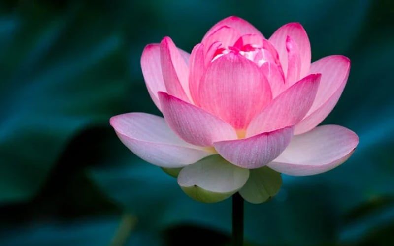 Hoa sen tượng trưng cho sự sang trọng, cao quý, thịnh vượng