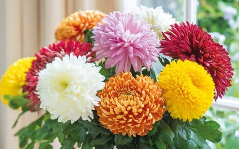 Hoa cúc tượng trưng cho sự bình an, hạnh phúc