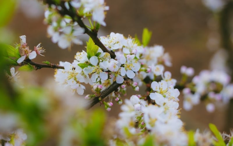 Hoa mận là biểu tượng của sức khỏe, sự tinh khiết và năng lượng chữa lành