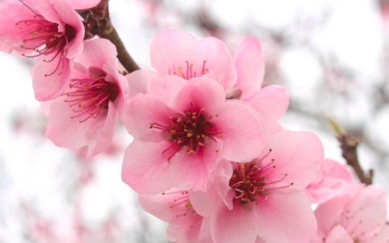 Hoa anh đào tượng trưng cho sự khởi đầu may mắn