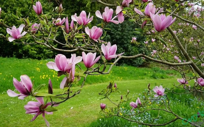 Hoa thiết mộc lan tượng trưng cho sự sung túc, thịnh vượng