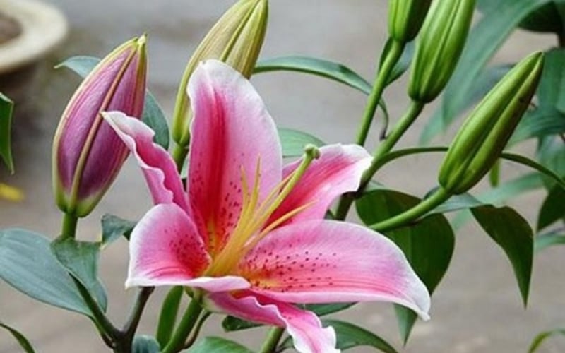 Hoa ly mang đến sự may mắn