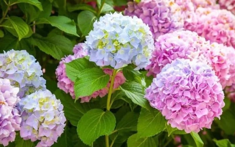 Hoa cẩm tú cầu đại diện cho sự may mắn, lòng biết ơn