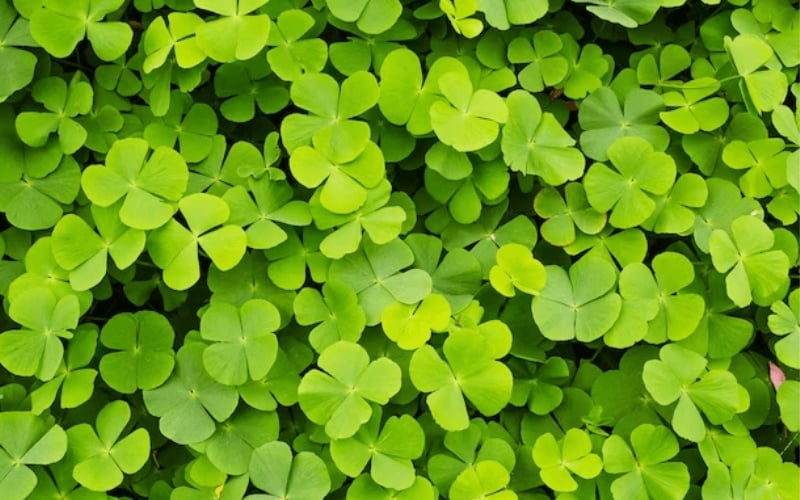 Cỏ bốn lá mang đến niềm tin về điềm lành, sự may mắn