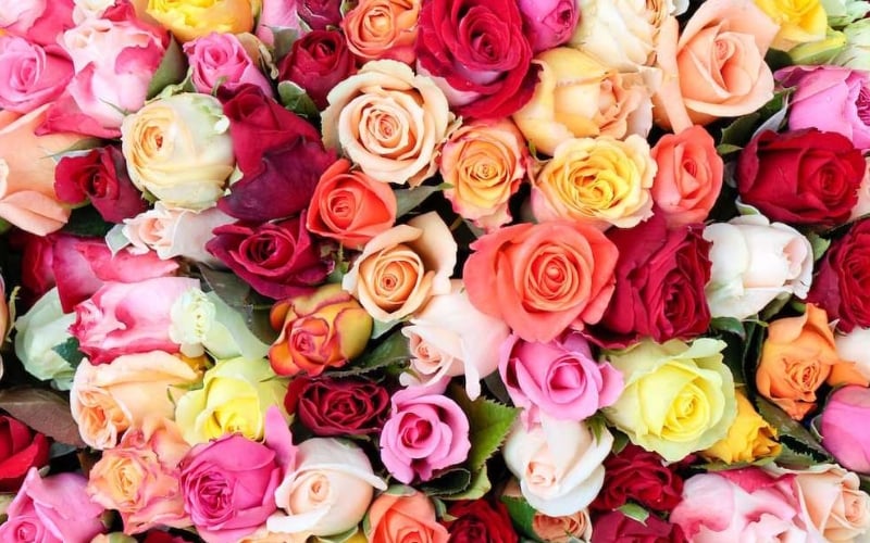 Hoa hồng thể hiện tình yêu cháy bỏng, nồng nàn