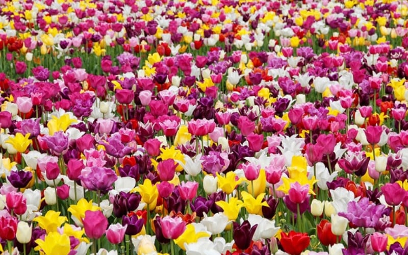 Hoa Tulip mang nhiều ý nghĩa khác nhau