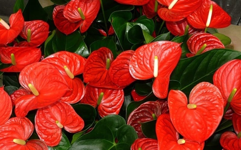 Hoa hồng môn đại diện cho lời chúc tài lộc, thịnh vượng