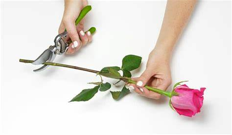 Cắt gốc hoa một góc khoảng 45 độ