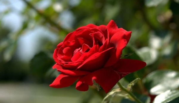 Ý nghĩa của hoa hồng là tình cảm chân thành và cảm kích đối với mẹ (Nguồn: Internet)