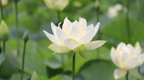 Vì sao loài hoa sen trắng lại xuất hiện nhiều trong tang lễ?