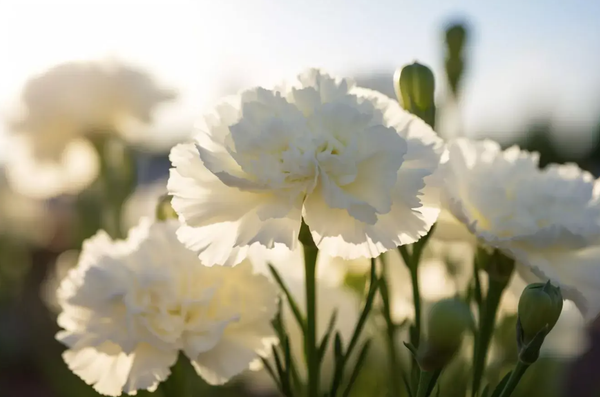 đặc điểm hoa cẩm chướng trắng