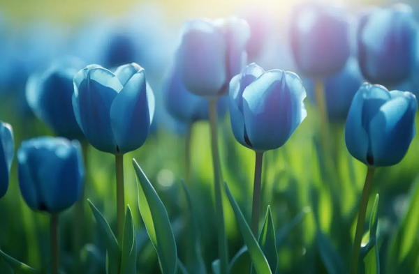 loài hoa tượng trưng cho tình bạn - hoa tulip xanh dương