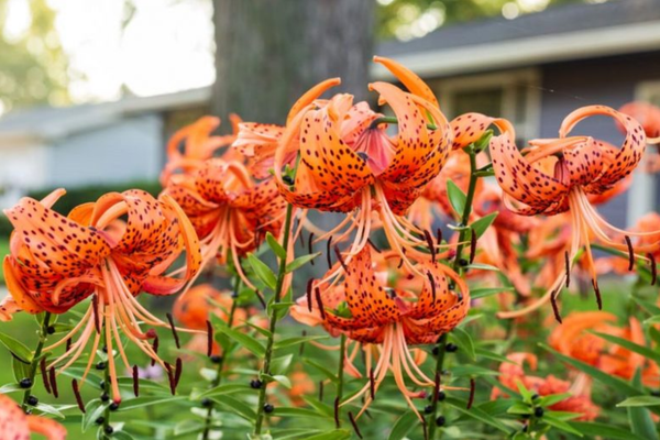 Hoa ly hổ cơ một sức sống mãnh liệt vươn và vẻ đẹp rực rỡ