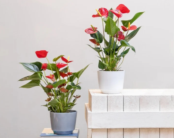 Hoa hồng môn trang trí ở phòng khách đơn giản, bắt mắt