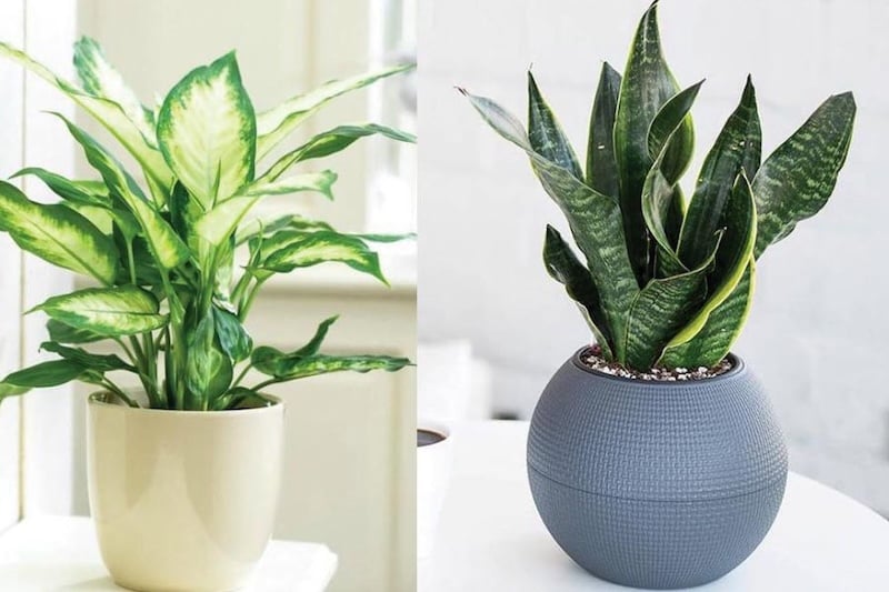 Chậu cây cảnh nhỏ xinh giúp tăng sức sống và sự quyến rũ cho không gian làm việc hoặc học tập, phù hợp làm quà tặng bạn thân.