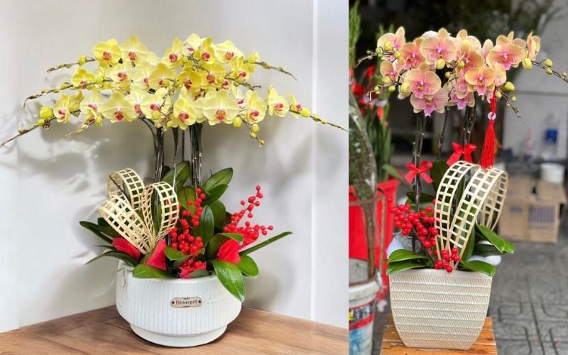 Chậu Lan Hồ Điệp tặng sinh nhật sếp lớn tuổi