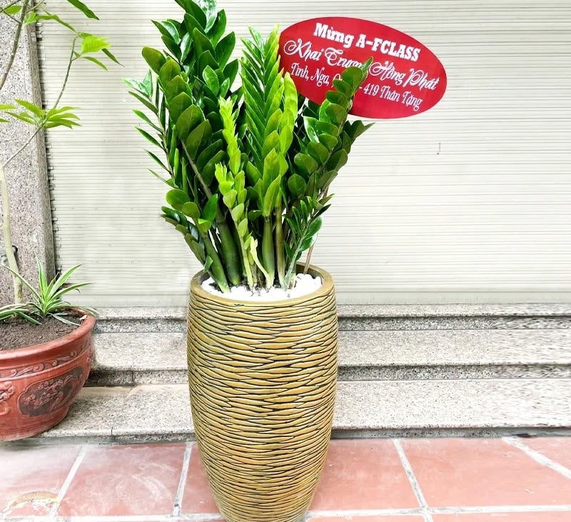 Cây Kim Tiền làm quà tặng khai trương spa ý nghĩa tài lộc