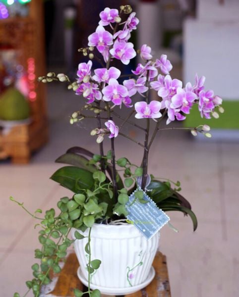 Chậu Hoa Lan Hồ Điệp Thuỷ Chung - LHĐ06 thích hợp làm quà sinh nhật bố 40 tuổi