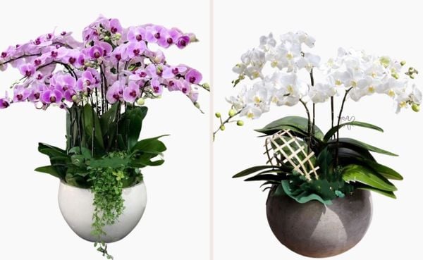 Chậu lan hồ điệp quý phái dành tặng mẹ dịp sinh nhật