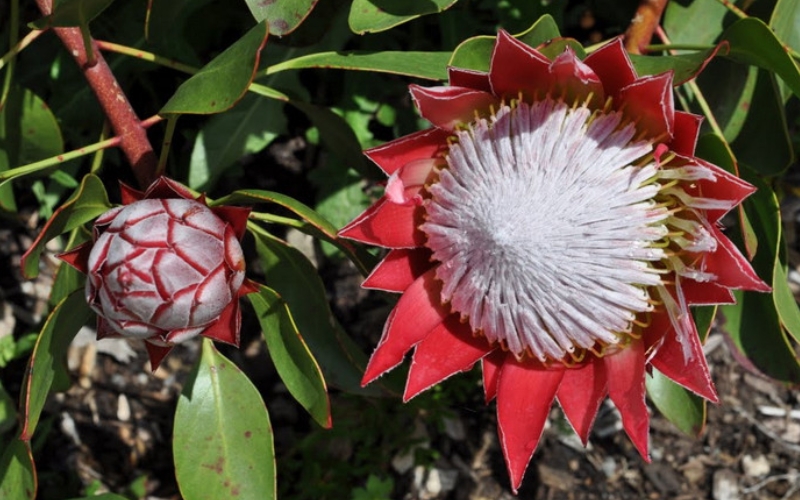 King Protea là quốc hoa của Nam Phi