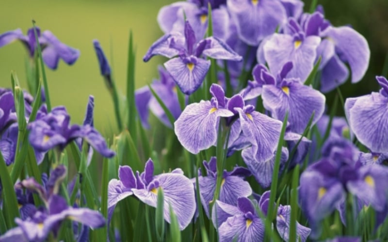 Quốc hoa của Pháp là hoa diên vĩ