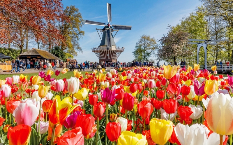 Quốc hoa của Hà Lan là hoa tulip