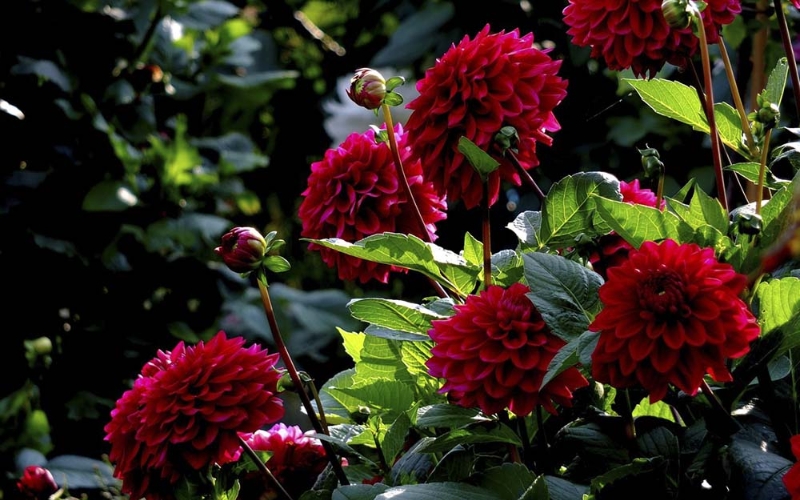 Thược dược là quốc hoa của Mexico