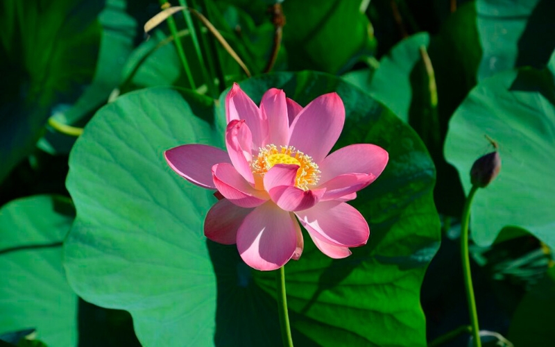 Hoa sen vẫn chưa phải là quốc hoa chính thức của Việt Nam