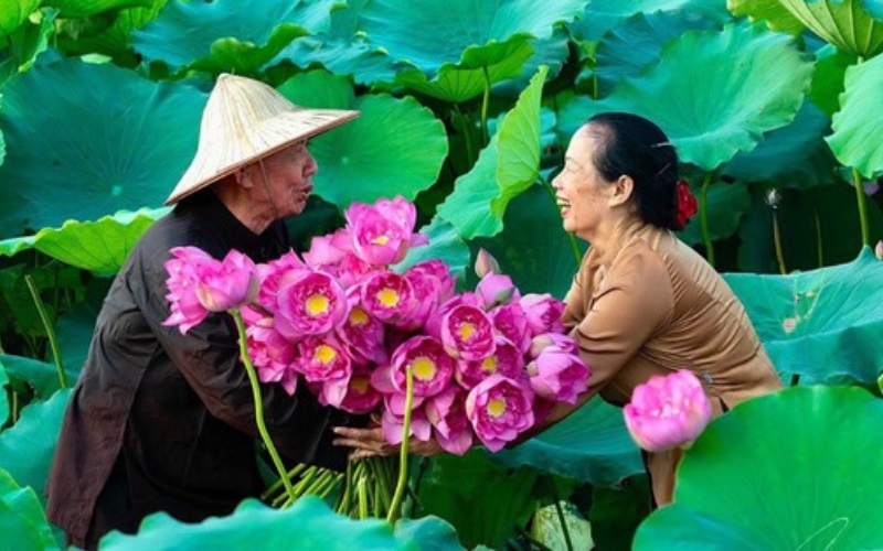 Hoa sen có tính ứng dụng cao trong cuộc sống