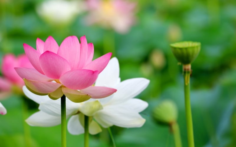 Hoa sen là quốc hoa của Ấn Độ