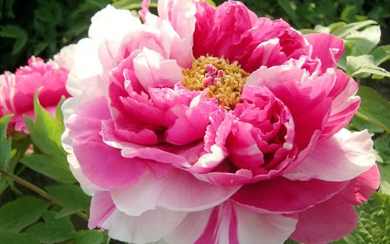 Mẫu đơn được xem là quốc hoa của Trung Quốc