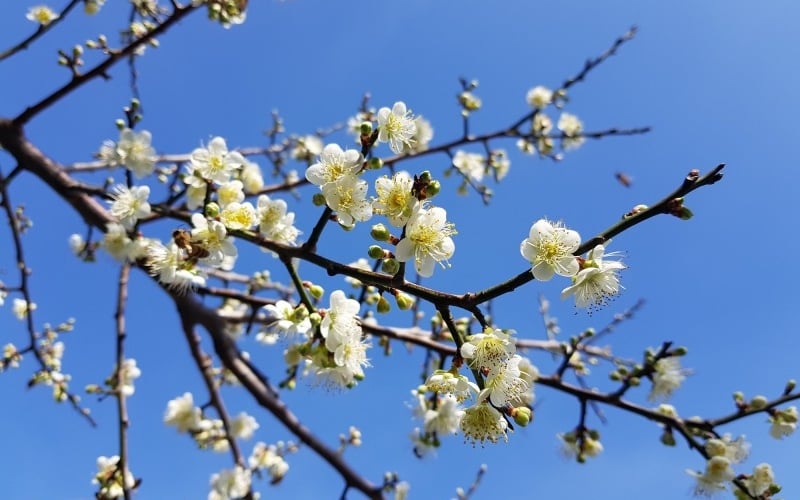 Hoa mận cũng được xem là quốc hoa của Trung Quốc