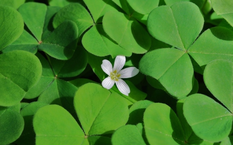 Quốc hoa của Ireland là cỏ ba&nbsp;lá (Shamrock)
