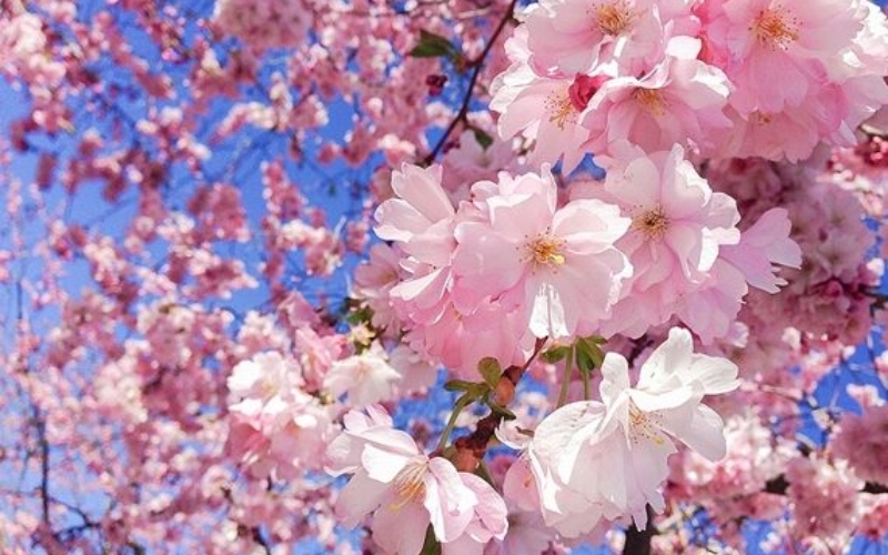 Hoa anh đào là quốc hoa của Nhật Bản