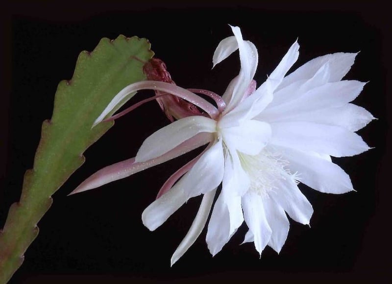 Hình ảnh Hoa quỳnh trắng