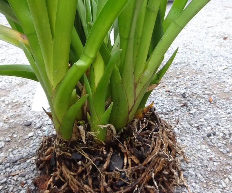 Rễ lan kiếm to như đầu đũa ăn cơm, mọc chùm quanh gốc củ.