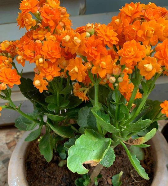 Cùng chiêm ngưỡng vẻ đẹp cực đáng yêu của chậu hoa sống đời màu cam.