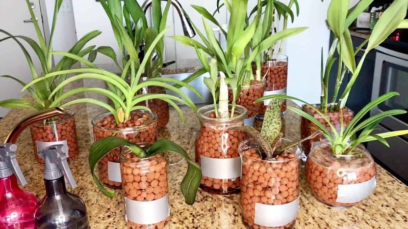 Viên đất nung (sỏi nhẹ) - giá thể trồng lan hồ điệp hiện đại, thoáng khí và bền bỉ