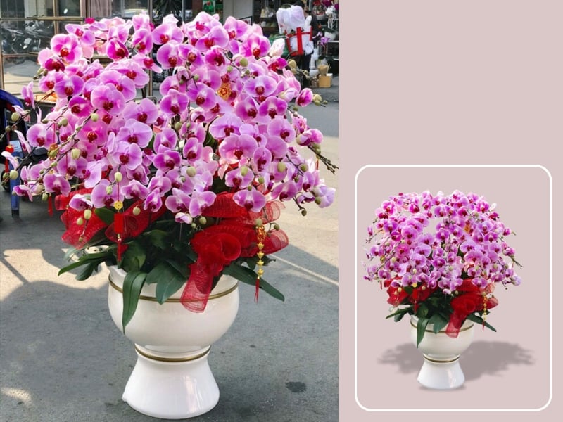 Chậu Lan Hồ Điệp Hồng - LHĐ65